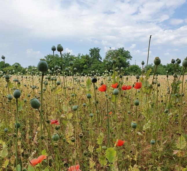 Upgrade_Resilienz_Mental